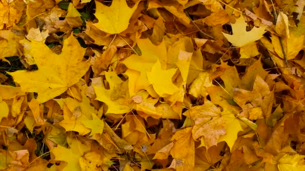Дорога Парке Желтыми Листьями Выборочный Фокус Природа — стоковое видео