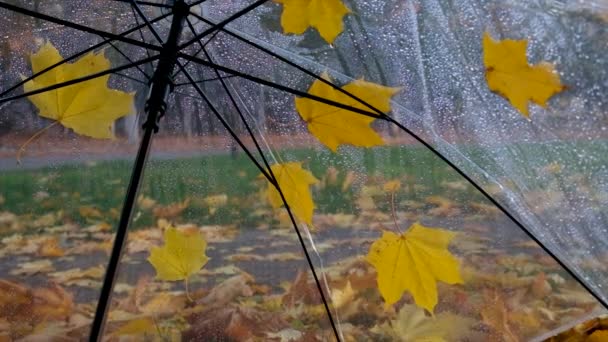 Parasol Jesiennymi Liśćmi Wybiórcze Skupienie Charakter — Wideo stockowe