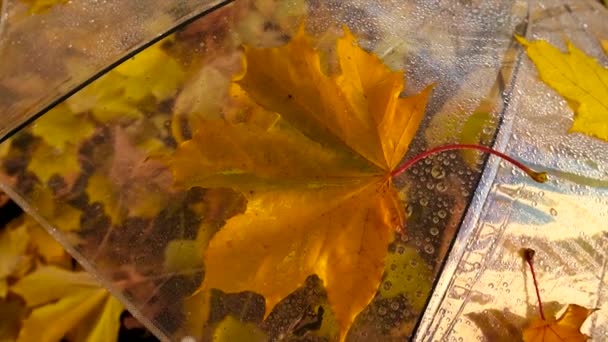 Mokrý Deštník Podzimními Listy Selektivní Soustředění Příroda — Stock video