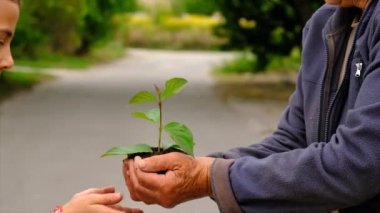The child and grandmother are planting a tree. Selective focus. Kid.
