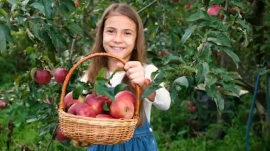 Çocuk bahçede elma topluyor. Seçici odaklanma. Yiyecek..