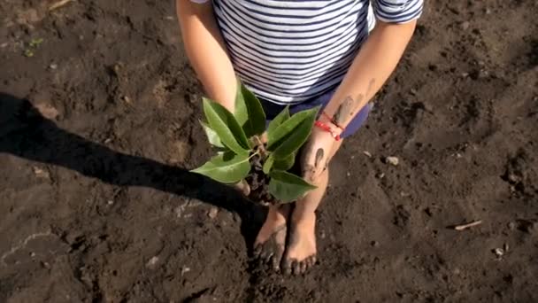 子供は庭に植物を植えます 選択的フォーカス — ストック動画