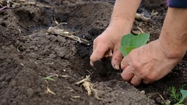 Eine Frau Pflanzt Kohl Garten Selektiver Fokus Menschen — Stockvideo