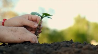 Çocuk bahçeye bir bitki ekiyor. Seçici odaklanma. Doğa.