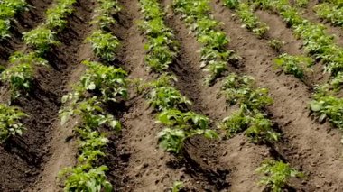 Patates bahçede yetişiyor. Seçici odaklanma. Doğa.