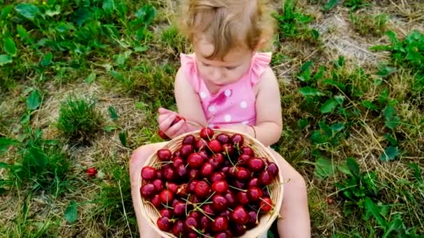 子供は庭でさくらんぼを食べる 選択的フォーカス キッド — ストック動画