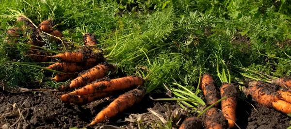 Фермер Собирает Морковь Саду Выборочный Фокус Еда — стоковое фото