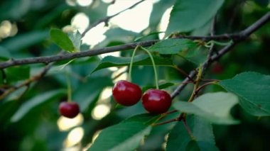 Kirazlar ağaçta yetişir. Seçici odaklanma. Yiyecek..