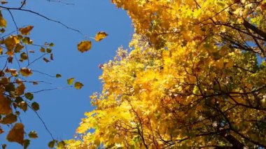 Sarı yapraklı sonbahar ağacı. Seçici odaklanma. Doğa.