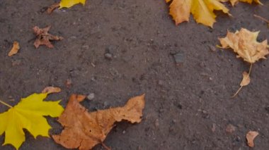 Sonbaharda bir çocuk sarı yapraklarla birlikte yürür. Seçici odaklanma. Doğa.