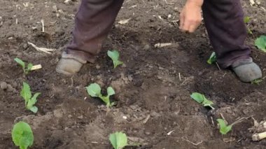 Bir kadın bahçeye lahana ekiyor. Seçici odaklanma. İnsanlar.