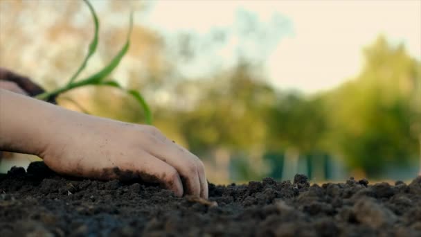 Dziecko Sadzi Roślinę Ogrodzie Wybiórcze Skupienie Przyroda — Wideo stockowe