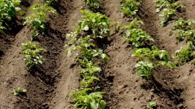 Patates bahçede yetişiyor. Seçici odaklanma. Doğa.