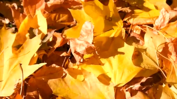Straße Park Mit Gelben Blättern Selektiver Fokus Natur — Stockvideo