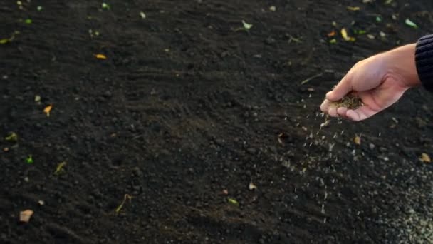 Agricultor Siembra Hierba Césped Enfoque Selectivo Naturaleza — Vídeos de Stock