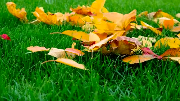 Tuinman Verwijdert Omgevallen Bladeren Het Gras Selectieve Focus Natuur — Stockvideo
