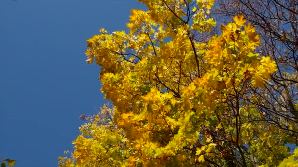 Autumn Tree Yellow Leaves Selective Focus Nature — Stock Video