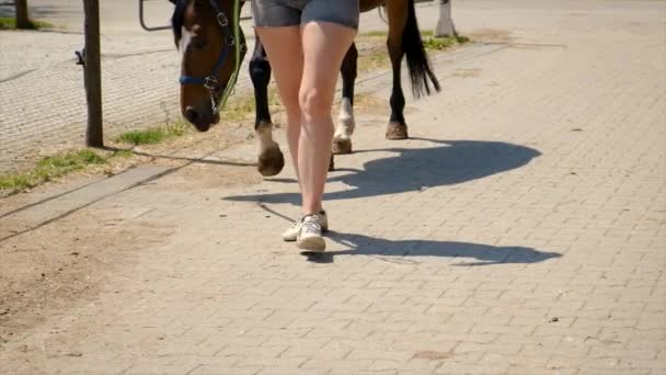 Женщина Ведет Лошадь Ферму Выборочный Фокус Животное — стоковое видео