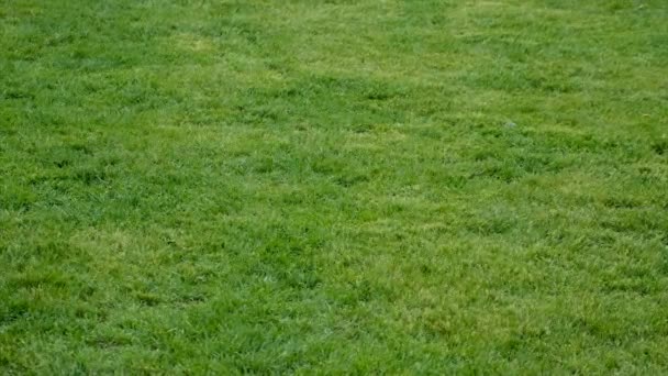 公園に芝生が生えている 選択的フォーカス — ストック動画