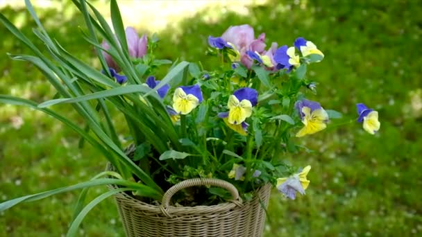 Λουλούδια Ένα Παρτέρι Ένα Καλάθι Επιλεκτική Εστίαση Φύση — Αρχείο Βίντεο