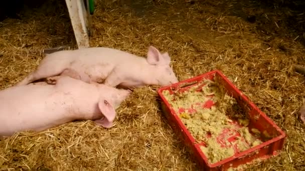 돼지들은 농장에서 있어요 선택적 집중입니다 — 비디오