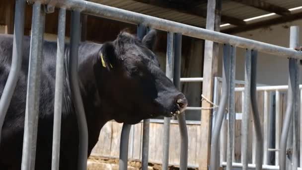 Byki Krowy Farmie Wybiórcze Skupienie Zwierzęta — Wideo stockowe