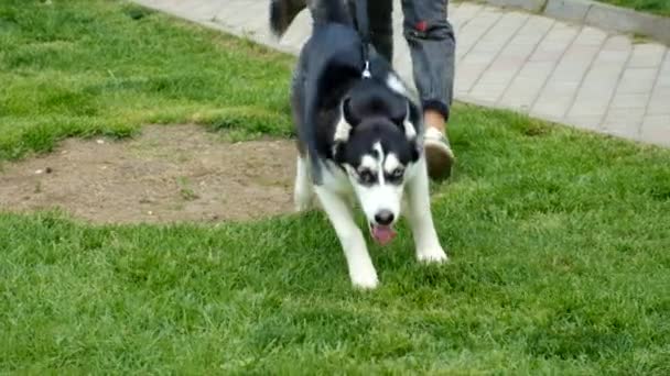Cão Husky Numa Corda Foco Seletivo Animal — Vídeo de Stock