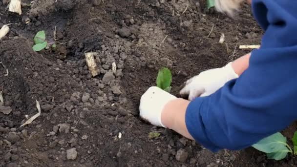 一个女人正在花园里种卷心菜 有选择的重点 — 图库视频影像