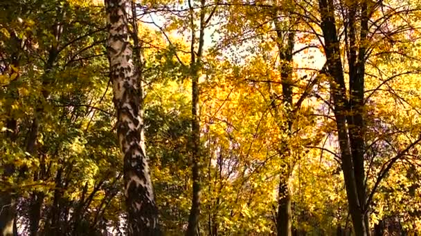 Jesienne Drzewo Żółtymi Liśćmi Wybiórcze Skupienie Przyroda — Wideo stockowe