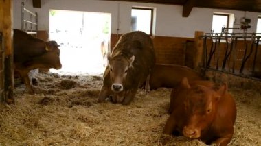 Çiftlikteki ahırda boğalar ve inekler. Seçici odaklanma. hayvan.