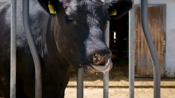 Бики Корови Стоянці Фермі Вибірковий Фокус Тварина — стокове відео