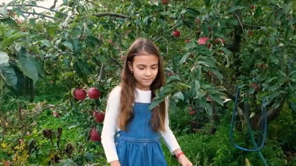 Παιδί Μαζεύει Μήλα Στον Κήπο Επιλεκτική Εστίαση Τρόφιμα — Αρχείο Βίντεο