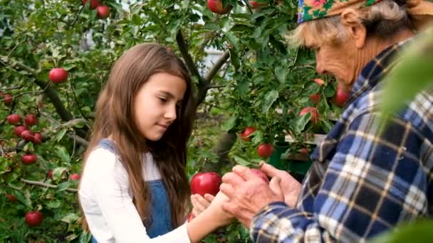Grand Mère Son Enfant Mangent Des Pommes Dans Jardin Concentration — Video