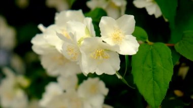 Yasemin çalısı bahçede çiçek açar. Seçici odaklanma. Doğa.