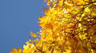 Sarı yapraklı sonbahar ağacı. Seçici odaklanma. Doğa.