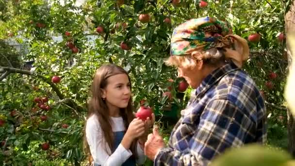 Babcia Dziecko Jedzą Jabłka Ogrodzie Wybiórcze Skupienie Żywność — Wideo stockowe