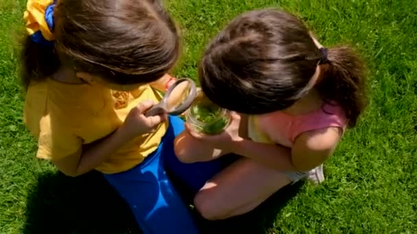 Дитина Досліджує Природу Збільшувальним Склом Банці Вибірковий Фокус Хлопчик — стокове відео