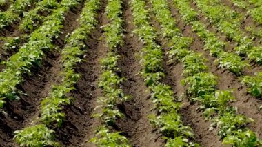 Patates bahçede yetişiyor. Seçici odaklanma. Doğa.