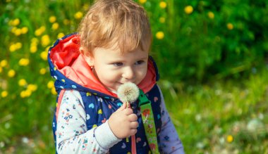 Çocuk parkta karahindiba topluyor. Seçici odaklanma. çocuk.