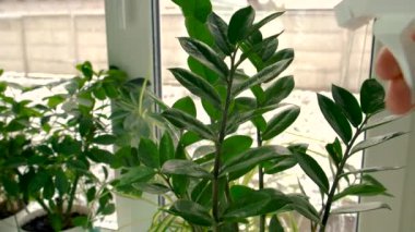 Kapalı alandaki gübre yaprakları. Seçici odaklanma. Doğa.