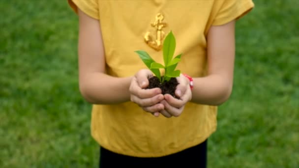 Ребенок Держит Руках Растение Почву Выборочный Фокус Kid — стоковое видео