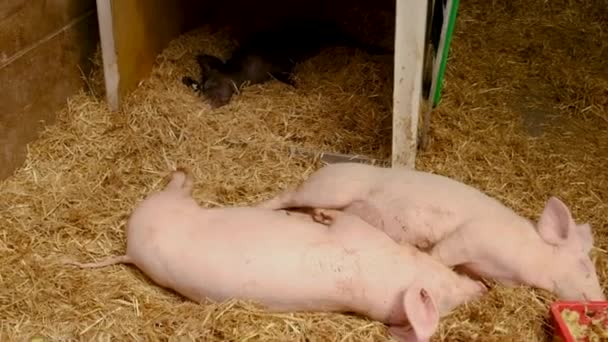 Γουρούνια Κοιμούνται Στη Φάρμα Επιλεκτική Εστίαση Ζώο — Αρχείο Βίντεο