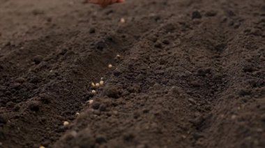 Bir kadın bahçeye tohum ekiyor. Seçici odaklanma. Doğa.