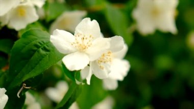 Yasemin çalısı bahçede çiçek açar. Seçici odaklanma. Doğa.