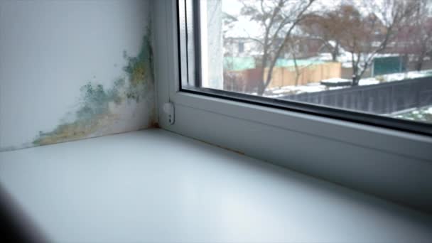 窗户斜坡上的霉菌 有选择的重点 — 图库视频影像
