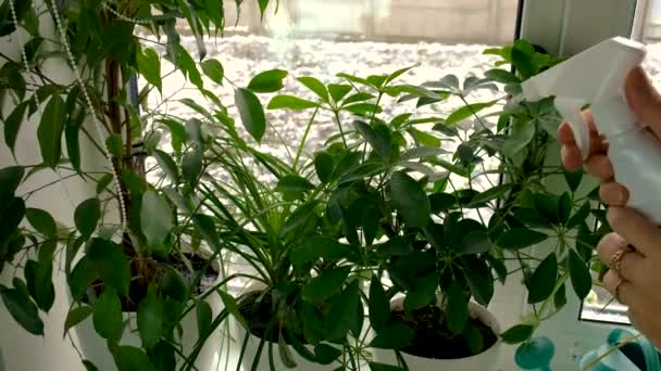 肥料室内植物は葉します 選択的フォーカス — ストック動画