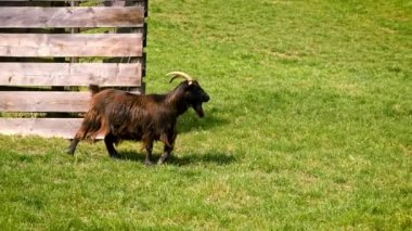 Keçi çiftlikte otluyor. Seçici odaklanma. hayvan.