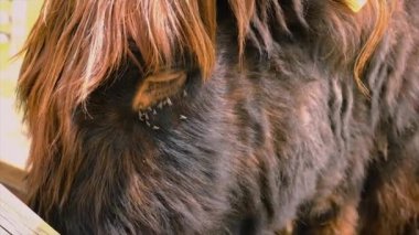 Hayvanın önüne uçuyor. Seçici odaklanma. hayvan.