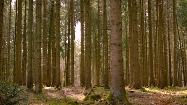 Çam Ağaçları Ormanda Yetişir Seçici Odaklanma Doğa — Stok video