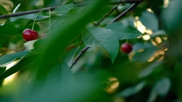 Kirschen Wachsen Auf Einem Baum Selektiver Fokus Lebensmittel — Stockvideo